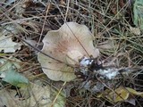Clitocybe martiorum image