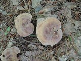 Clitocybe martiorum image