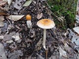 Amanita amerifulva image