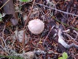 Cortinarius crassus image