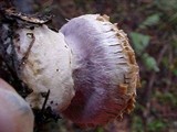 Cortinarius crassus image