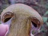 Cortinarius crassus image