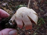 Cortinarius traganus image
