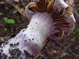 Cortinarius traganus image