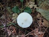Cystoderma amianthinum image