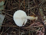 Cystoderma amianthinum image