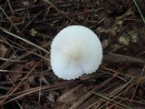 Cystoderma amianthinum image