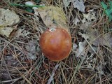 Rhodocollybia butyracea image