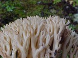 Ramaria rubrievanescens image