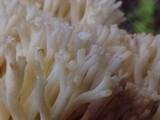Ramaria rubrievanescens image