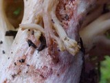 Ramaria rubrievanescens image