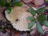 Suillus tomentosus image