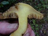 Suillus tomentosus image