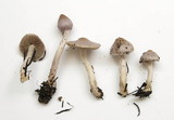 Inocybe lilacina image