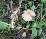 Inocybe sororia image