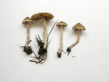 Inocybe sororia image