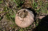 Calvatia cyathiformis image