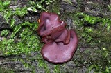 Ascocoryne cylichnium image