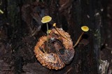 Mycena crocea image