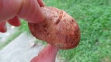 Hypomyces lateritius image