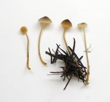 Mycena aurantiomarginata image