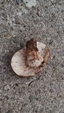 Hypomyces lateritius image