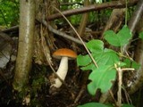 Leccinum albostipitatum image