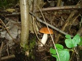Leccinum albostipitatum image