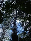 Leccinum albostipitatum image