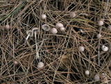 Mycena capillaripes image