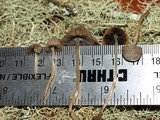 Psathyrella prona image