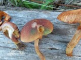 Gymnopilus aeruginosus image