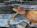 Gymnopilus aeruginosus image