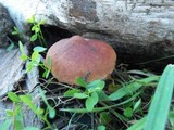 Gymnopilus aeruginosus image