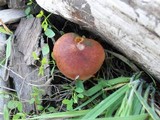 Gymnopilus aeruginosus image
