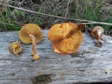 Gymnopilus aeruginosus image