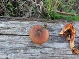 Gymnopilus aeruginosus image