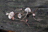Mycena purpureofusca image