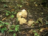 Ramaria aurea image