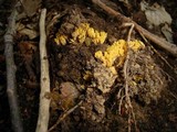 Ramaria aurea image