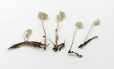 Roridomyces roridus image