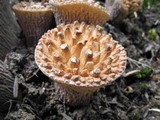 Gomphus kauffmanii image