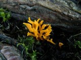 Calocera viscosa image