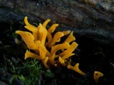 Calocera viscosa image