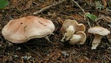 Hygrophorus pudorinus image