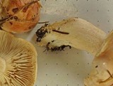 Hygrophorus pudorinus image