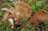Tricholoma vaccinum image