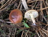 Pholiota velaglutinosa image