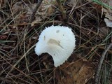 Cystoderma amianthinum image