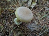 Ampulloclitocybe clavipes image